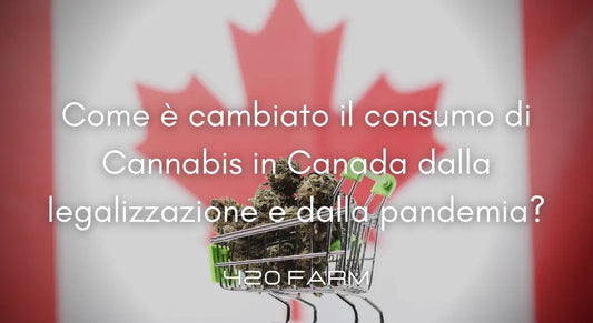 Canada - Consumo di Cannabis dalla Pandemia