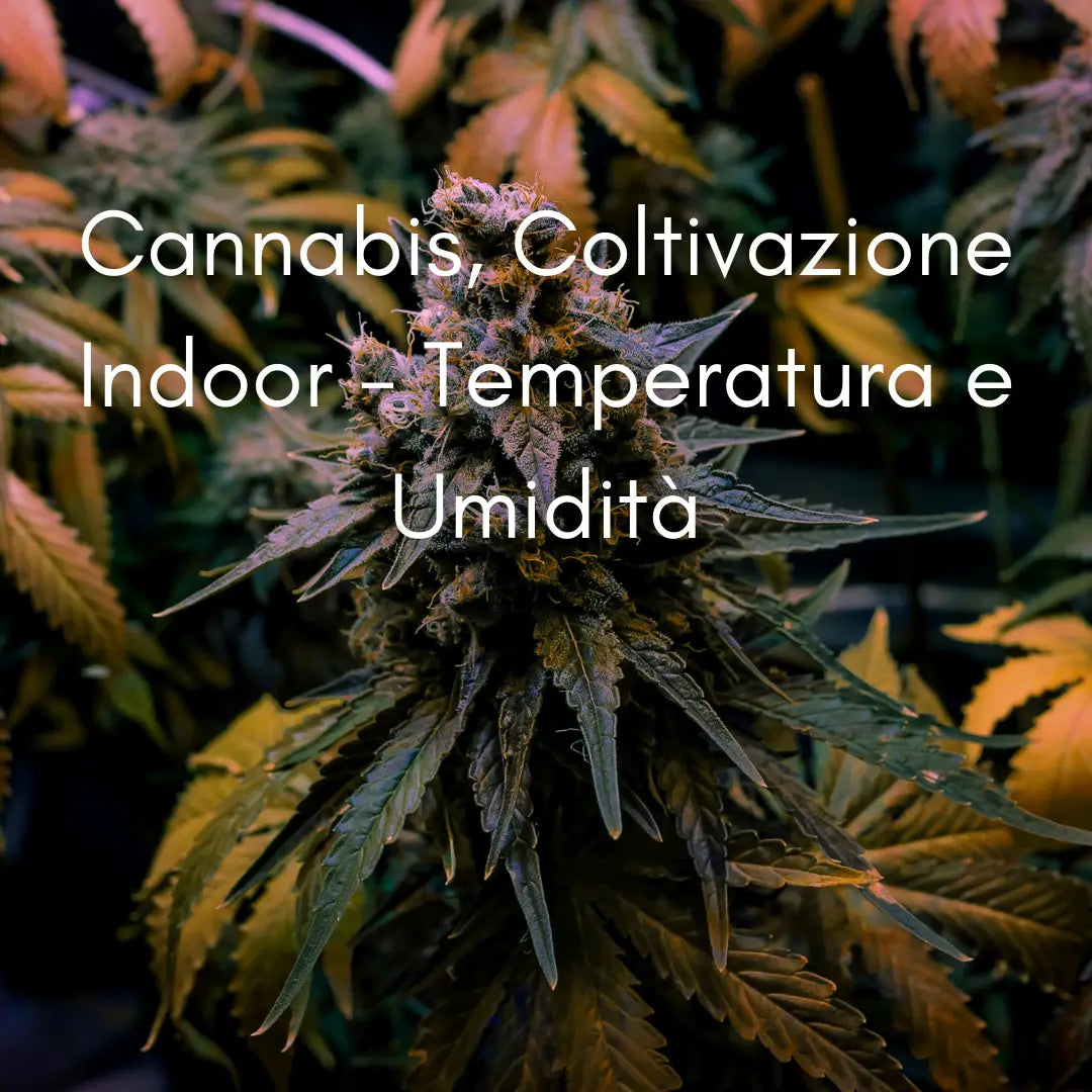 Coltivazione Indoor - Temperatura e Umidità 