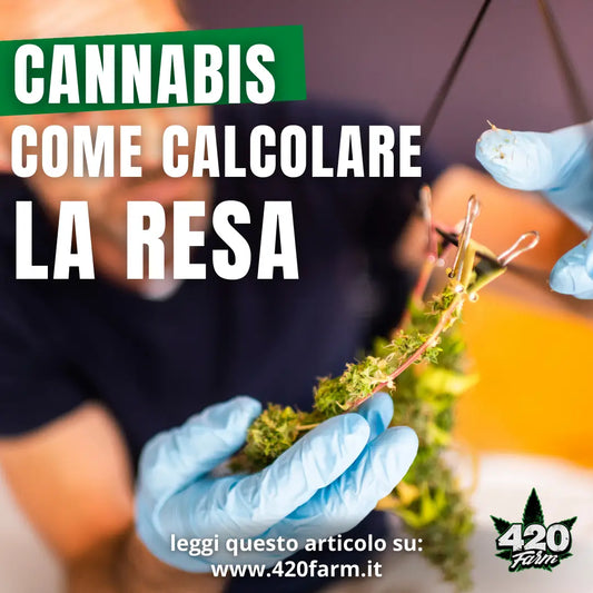 Cannabis - Come Calcolare la Resa