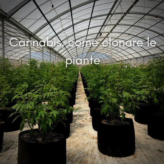 Cannabis, Come clonare le piante