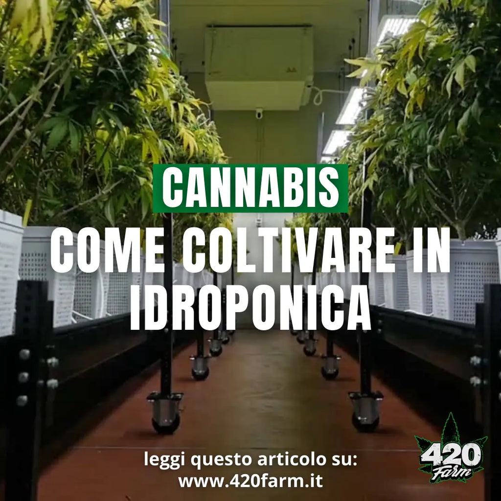 Cannabis, Come Coltivare in Idroponica - Guida Completa