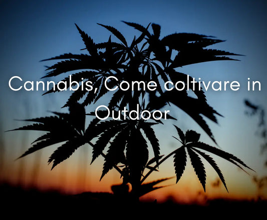 Cannabis, Come coltivare in Outdoor