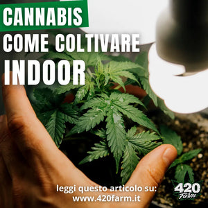 Cannabis - Come Coltivare Indoor