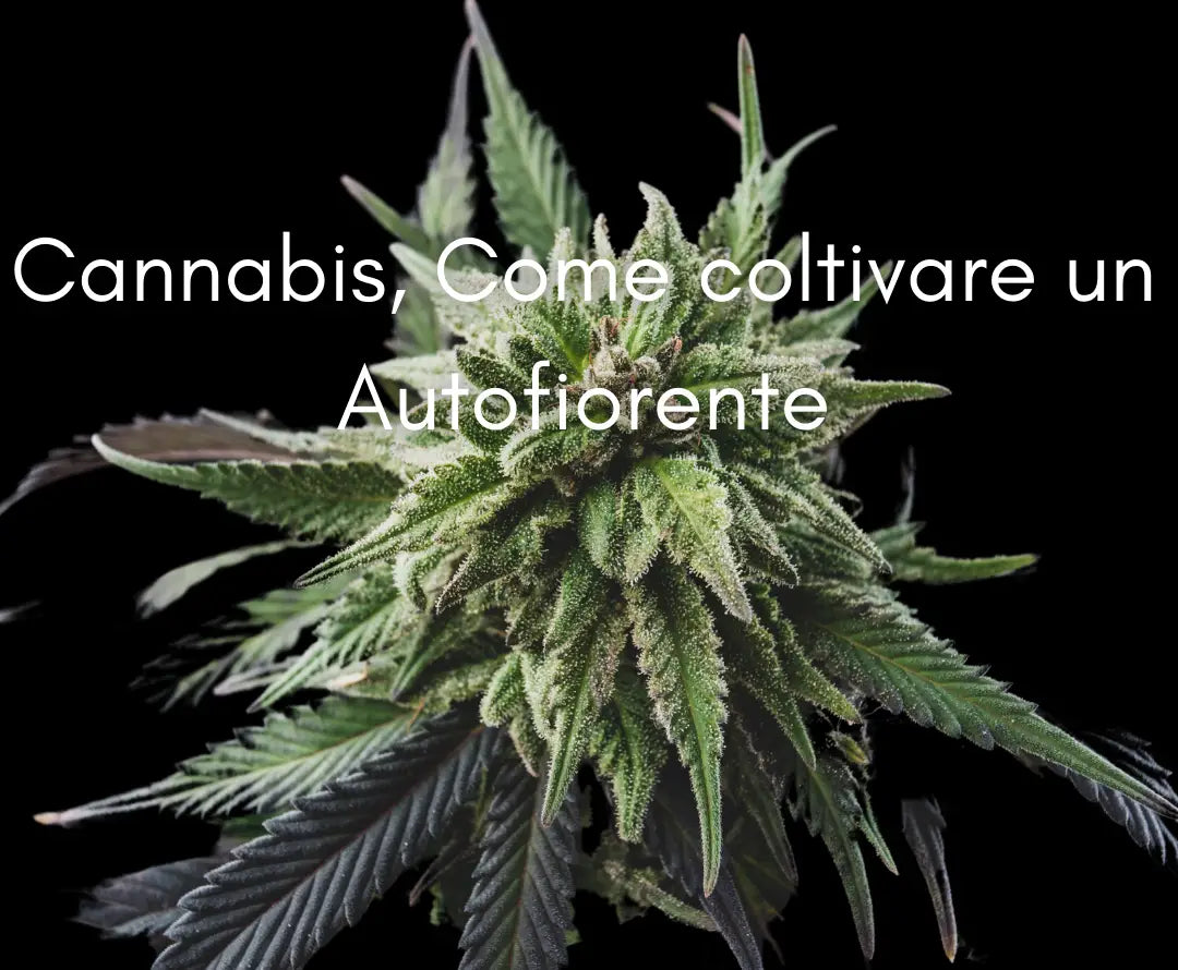 Cannabis come coltivare un autofiorente