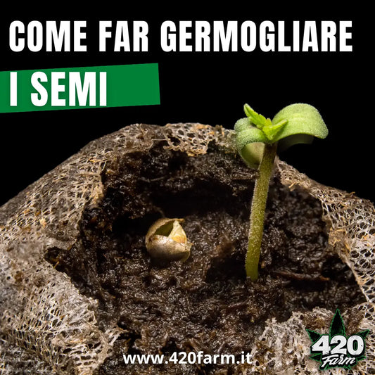 Cannabis, come far germogliare correttamente i semi