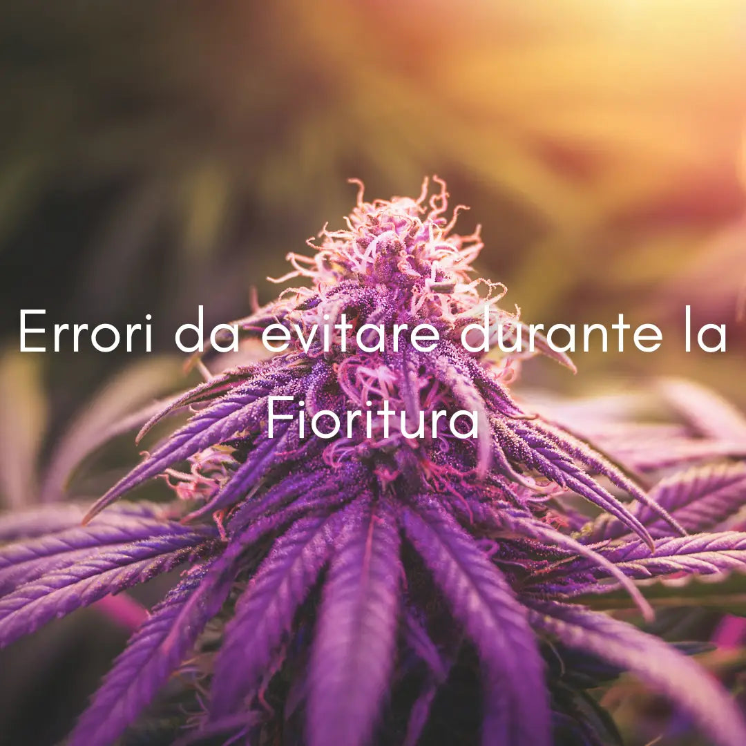 Cannabis, Errori da evitare durante la fioritura