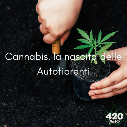 Cannabis, la nascita della Autofiorenti