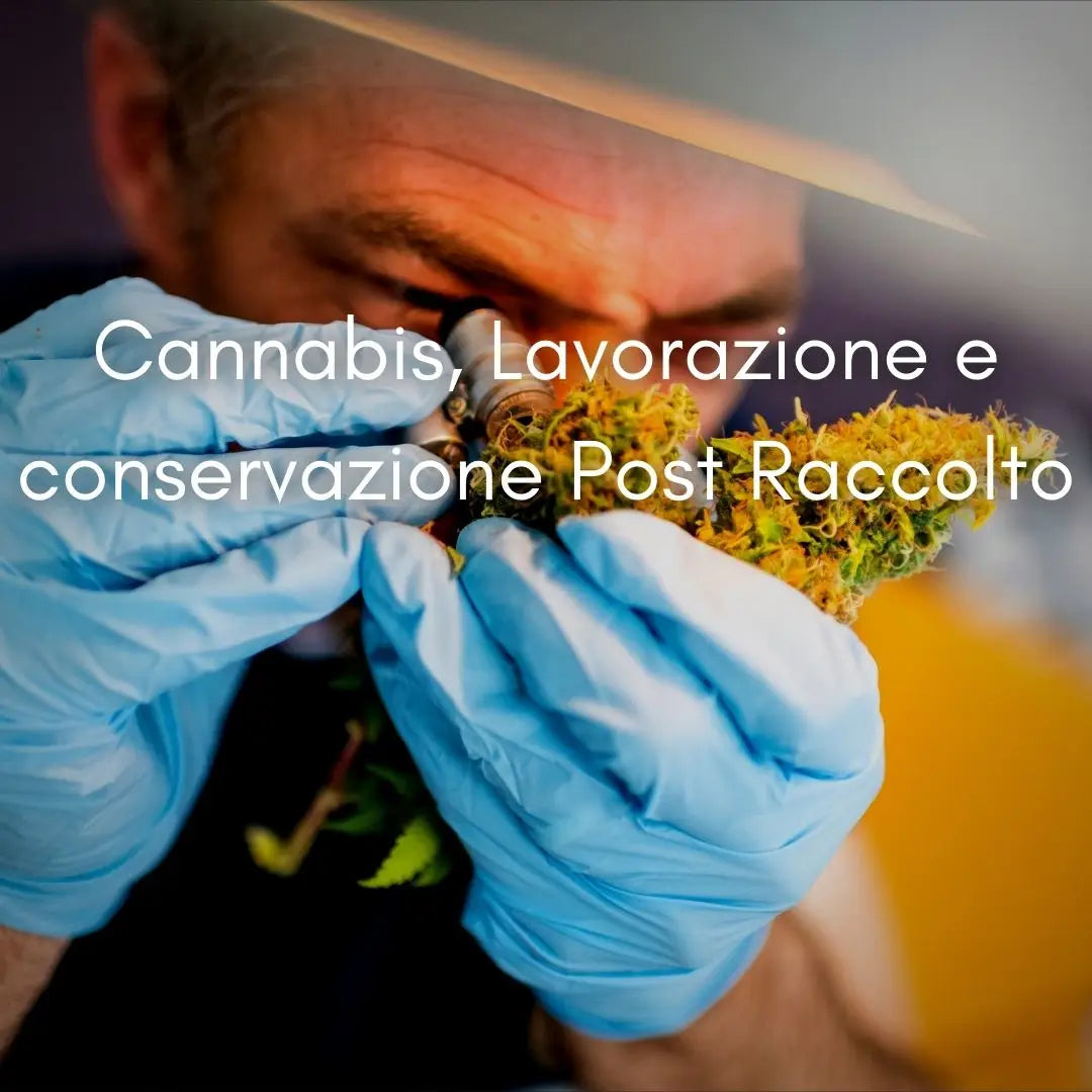 Cannabis, Lavorazione e conservazione Post Raccolto