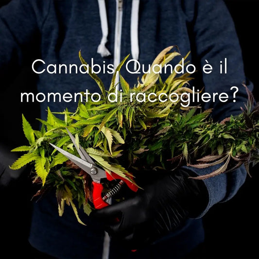 Cannabis, Quando è il momento di raccogliere?