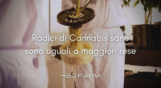 Radici di Cannabis sane sono uguali a maggiori rese