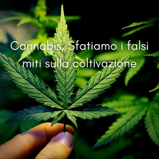 Cannabis, Sfatiamo i falsi miti sulla coltivazione