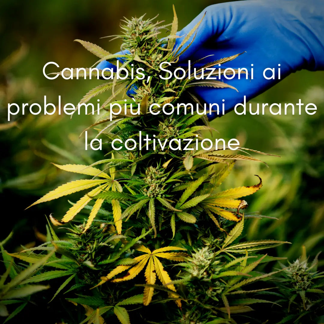 Cannabis, Soluzioni ai problemi più comuni