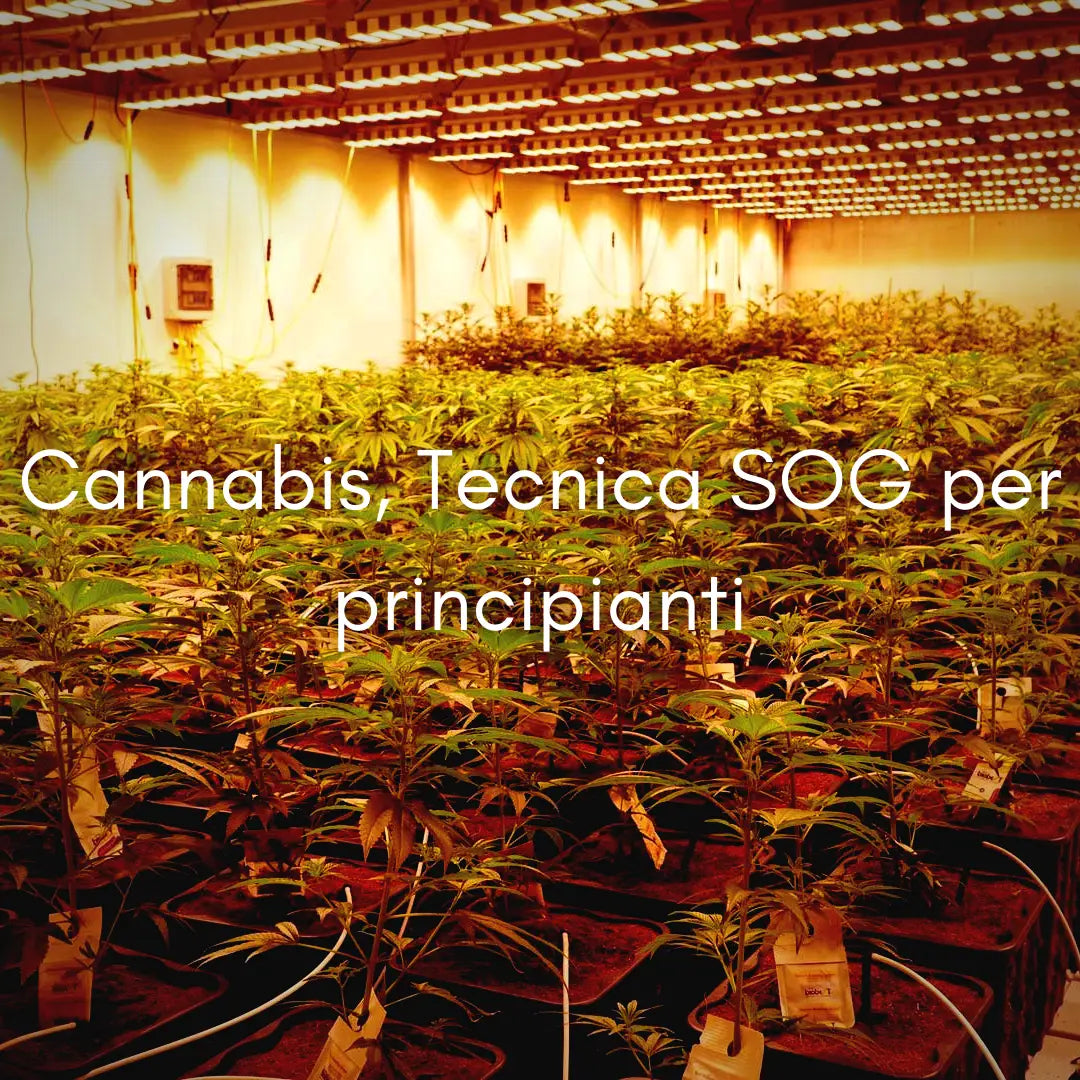 Cannabis, Tecnica SOG per principianti