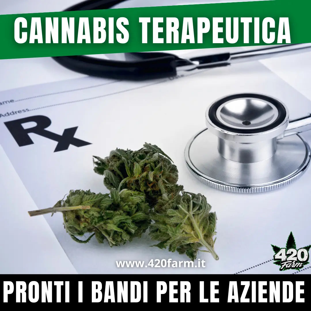 Cannabis Terapeutica pronti i bandi per le aziende pubbliche e private