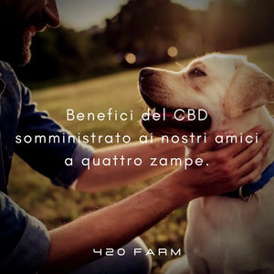 Cbd per Cani - Benefici