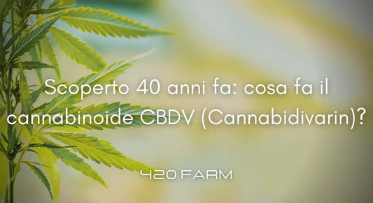 Che cos’è il cannabinoide CBDV?