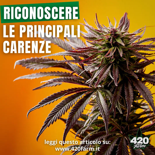 Coltivazione Cannabis, riconoscere le principali carenze