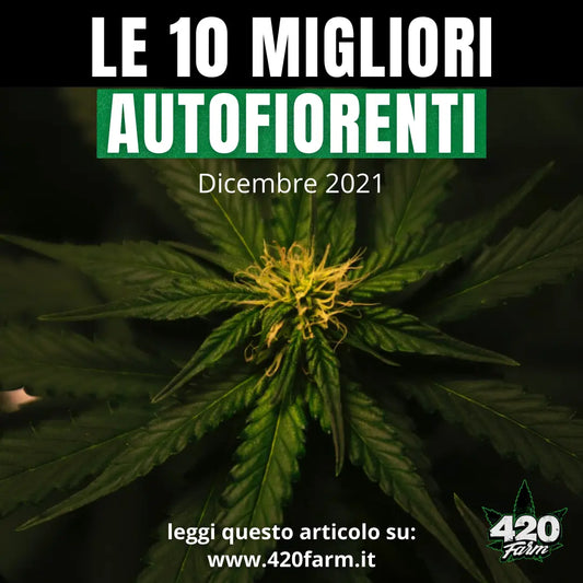 I 10 Migliori Semi Autofiorenti -  Dicembre 2021