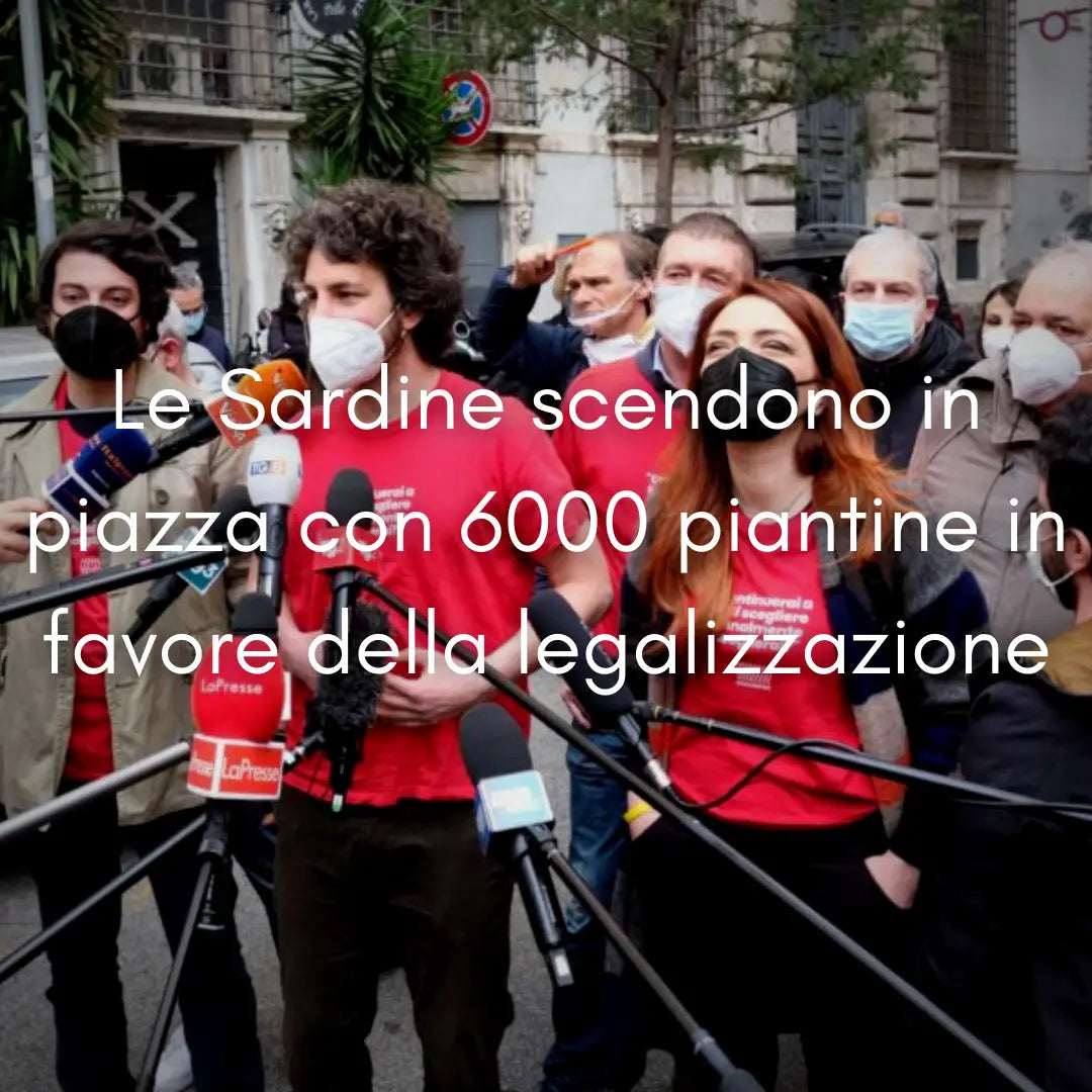 Le sardine scendo in piazza per la legalizzazione