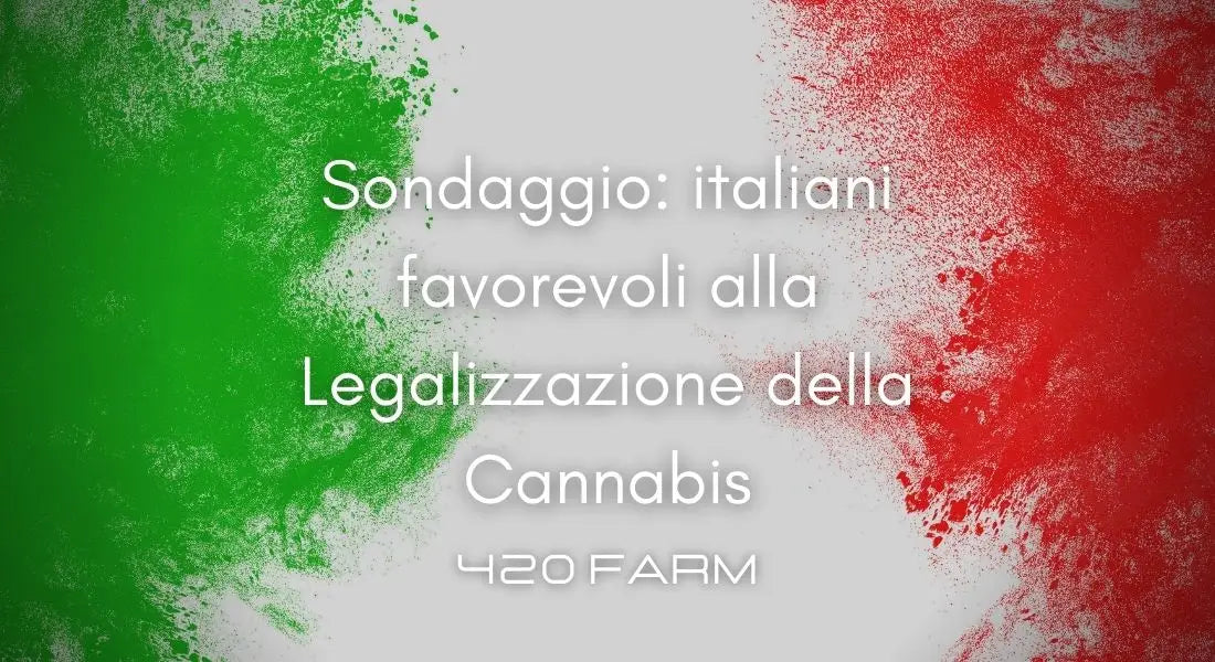 Italiani favorevoli alla legalizzazione della Cannabis