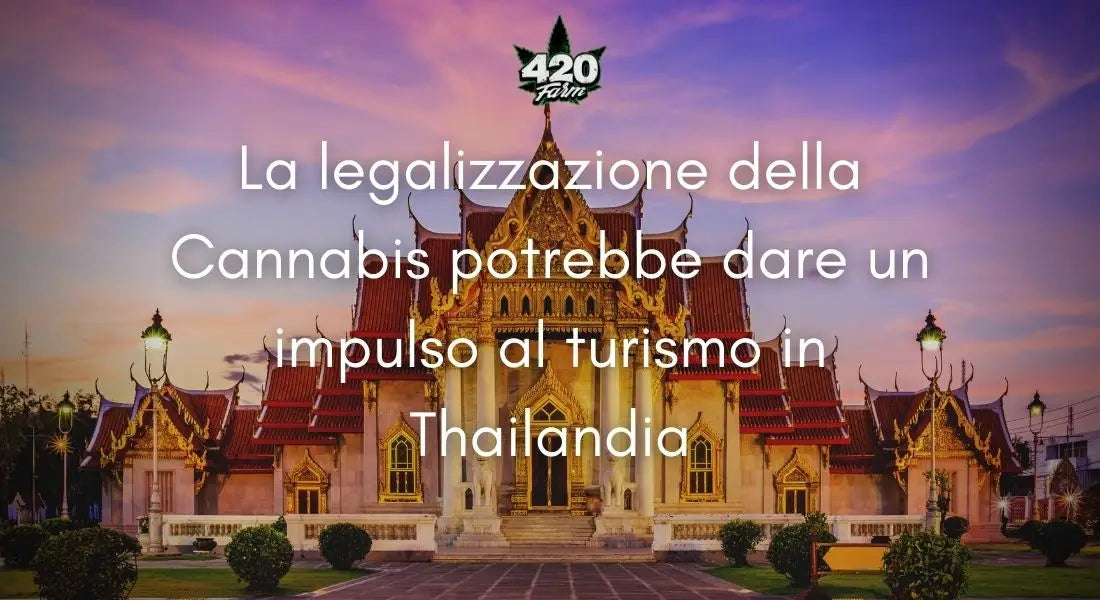 Legalizzazione in Thailandia | 420 Farm