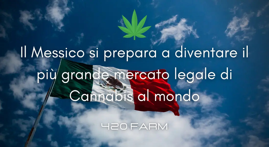 Messico - Legalizzazione Cannabis