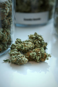La Cannabis come Alternativa al Dolore Cronico: Benefici dell'Idroponica e del CBD nella Coltivazione