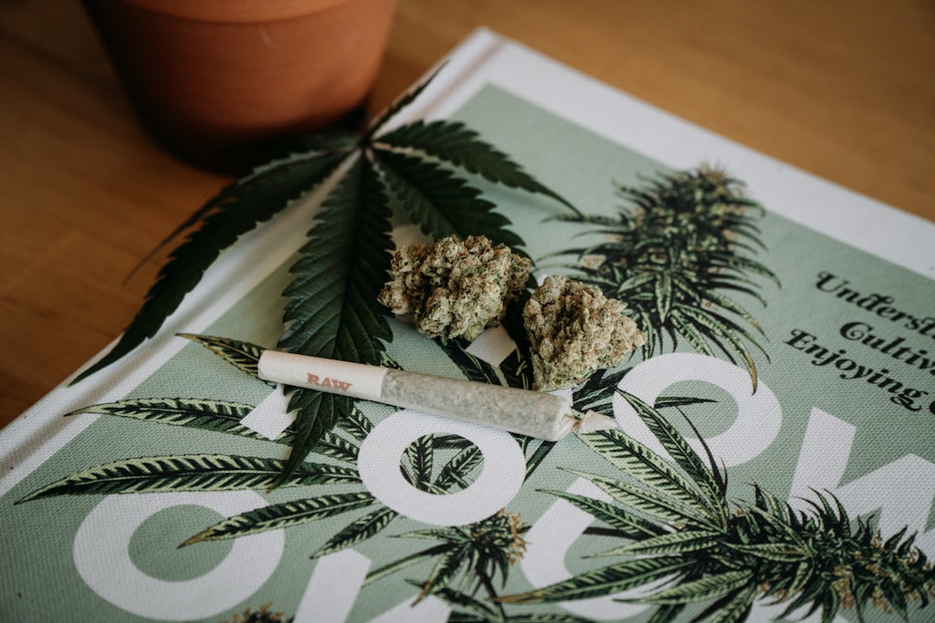 Come Coltivare la Propria Cannabis a Casa: La Guida Completa alla Coltivazione