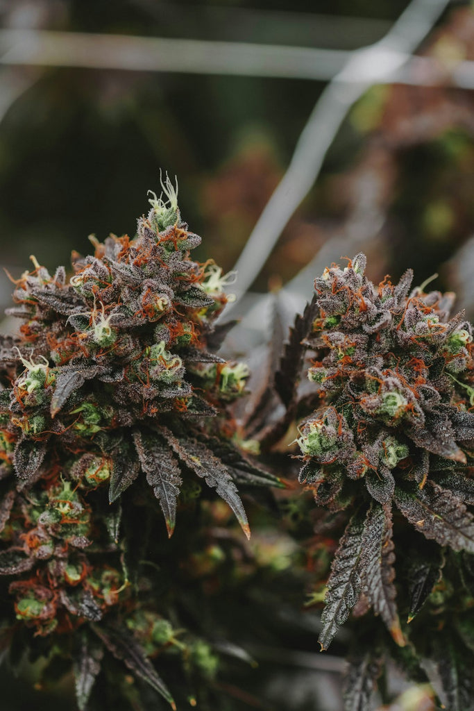 Cannabis Edibles: Guida alla Scelta e al Consumo Sicuro