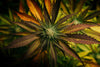 Scopri i Benefici Terapeutici della Cannabis per la Salute