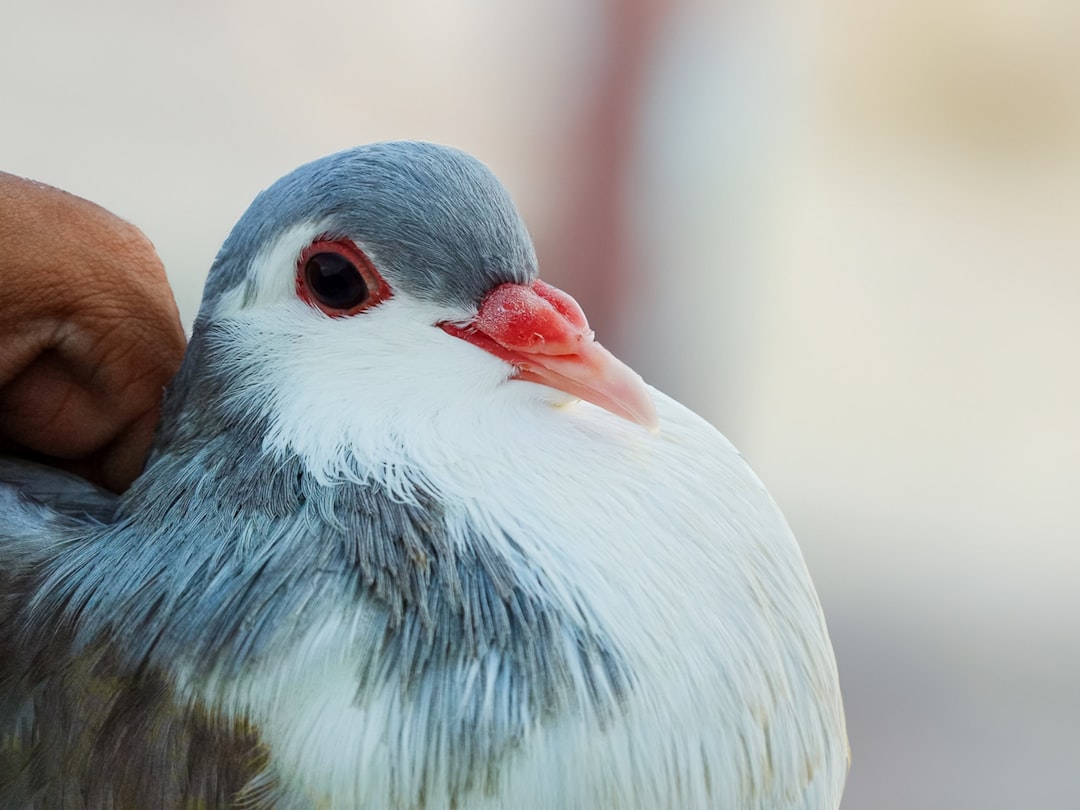 Come riconoscere una pianta di cannabis maschio o femmina