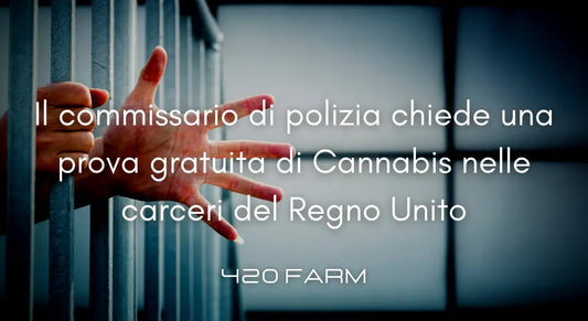 Regno Unito - Cannabis nelle Carceri