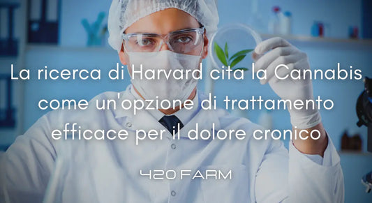 Ricerca di Harvard - Cannabis trattamento efficace per il dolore cronico