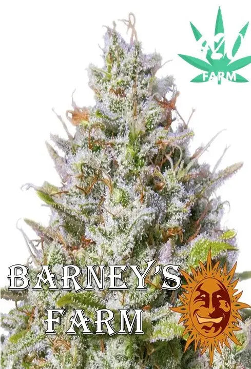 Barney’s Farm Seeds