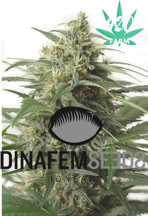 Dinafem Seeds