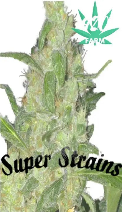 Super Strain Seeds