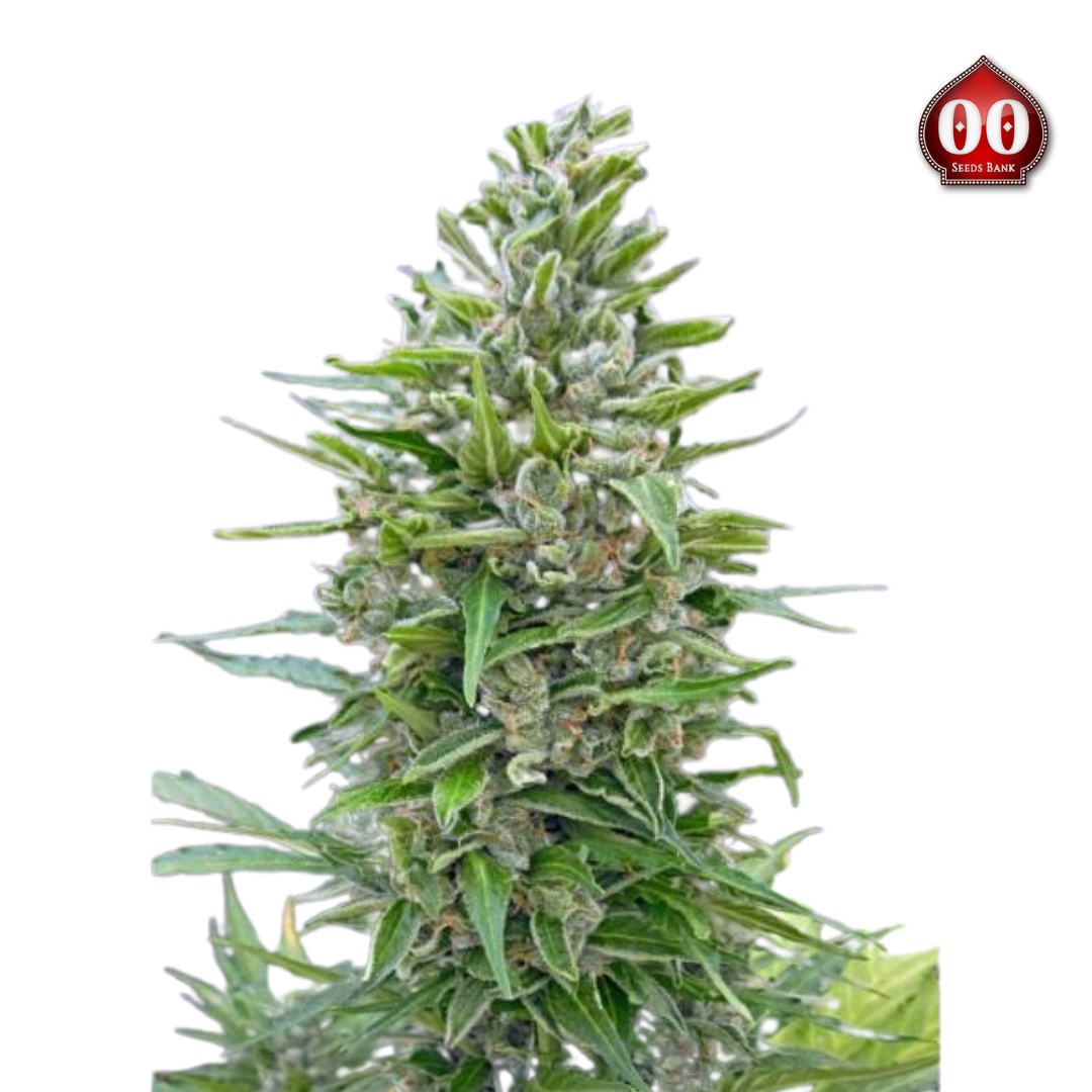 00 Seeds - Autofloracion Mix 