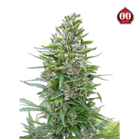 00 Seeds - Autofloracion Mix 