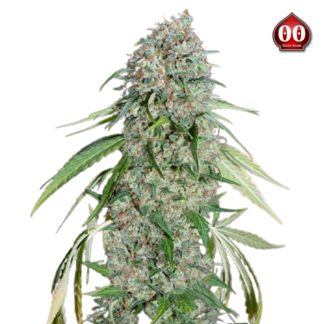 00 Seeds - Chocolate Skunk CBD 