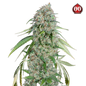 00 Seeds - Chocolate Skunk CBD 