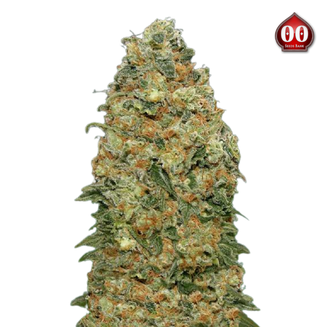 00 Seeds - White Widow 