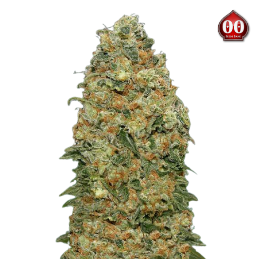 00 Seeds - White Widow 