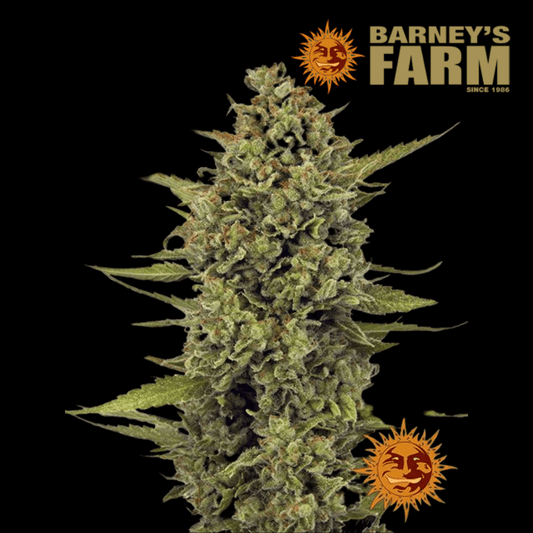 Acapulco Gold Femm - 420 Farm