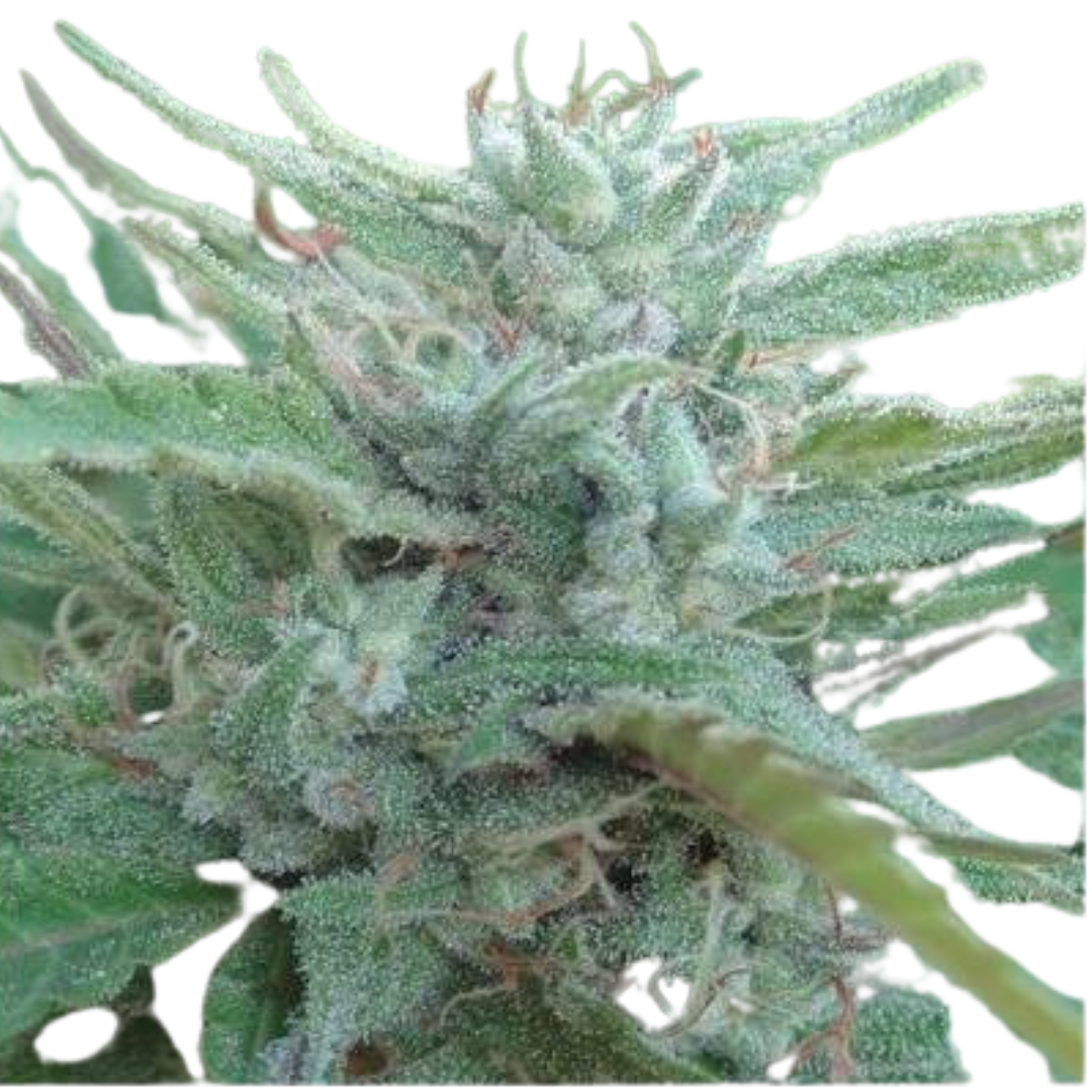 Ace Seeds - China Yunnan - 420 Farm