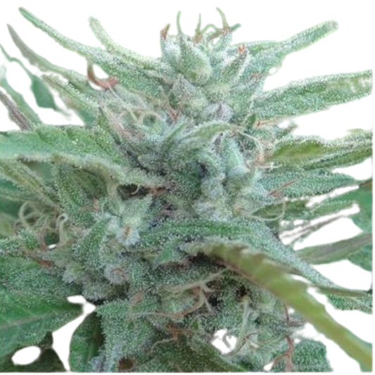 Ace Seeds - China Yunnan - 420 Farm