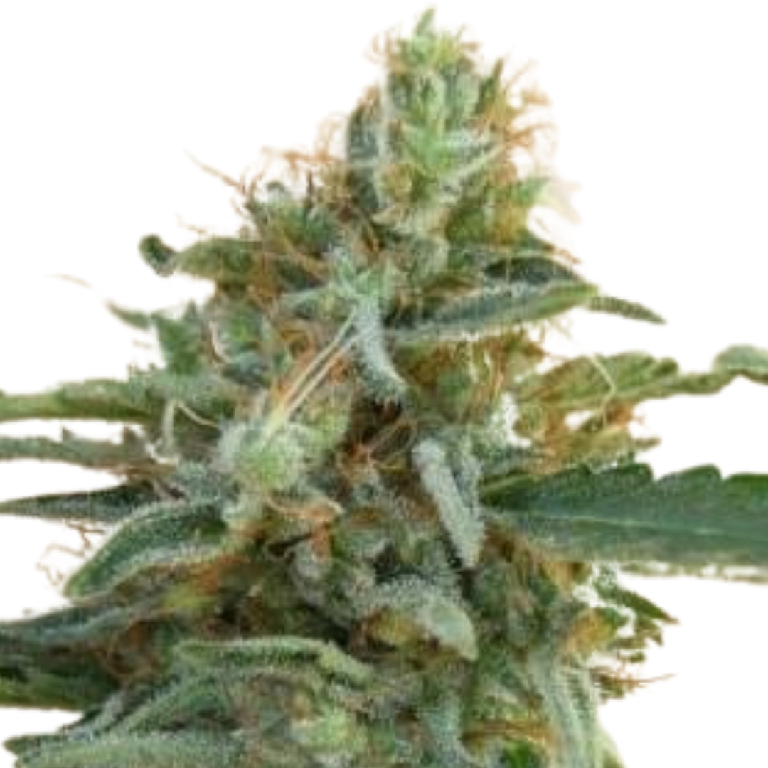 Ace Seeds - Tikal - Femm - 420 Farm