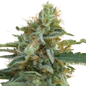 Ace Seeds - Tikal - Femm - 420 Farm