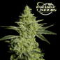 Allkush Femm - 420 Farm