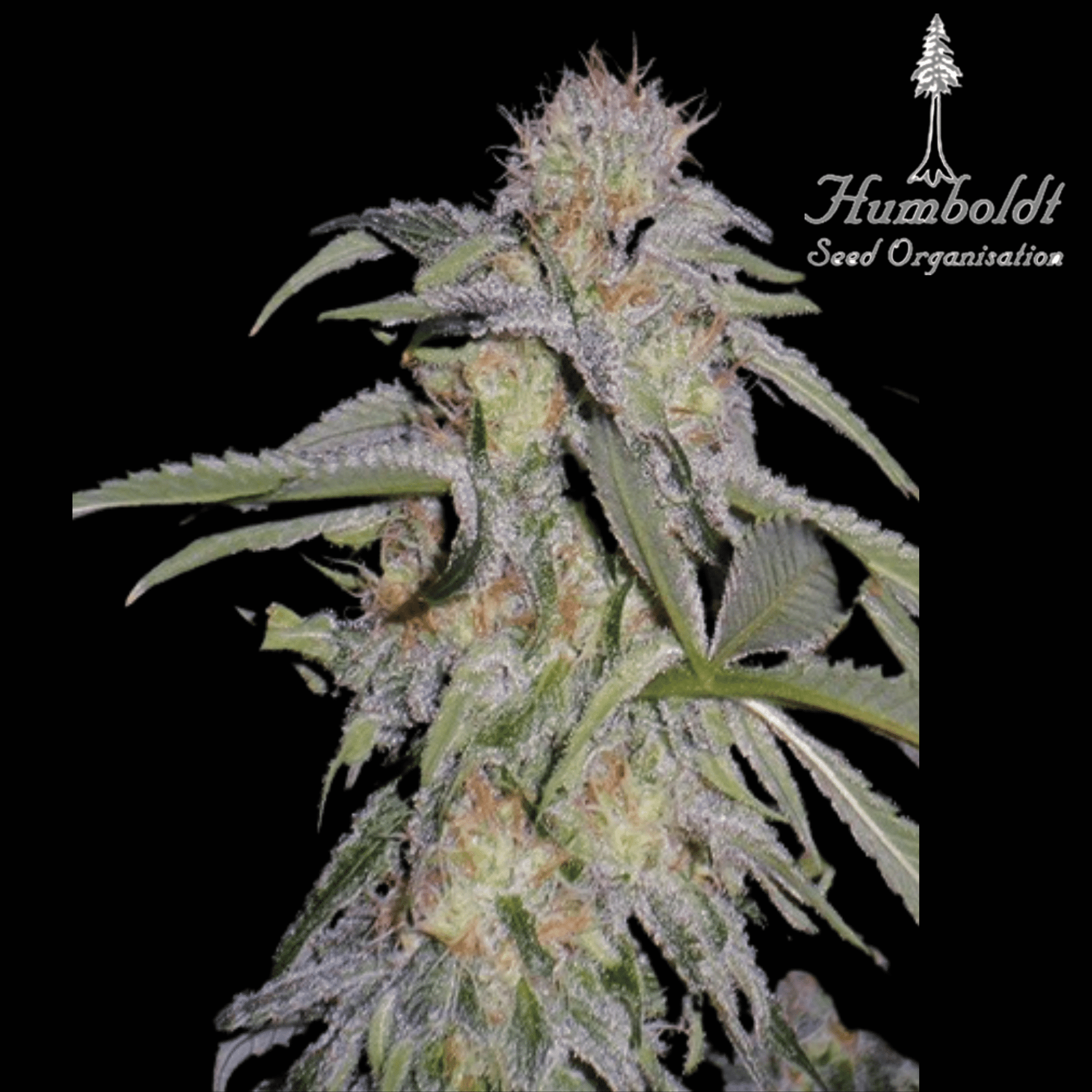 Amherst Sour Diesel Femm - 420 Farm