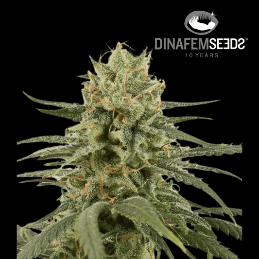 Amnesia CBD Femm - 420 Farm